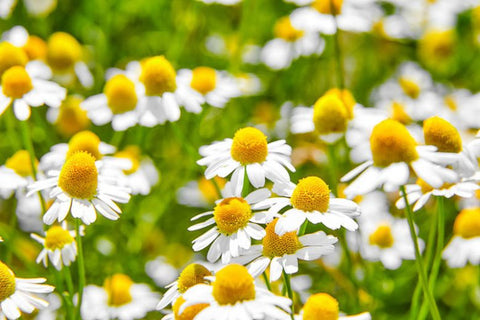 Nature’s Cleanse Chamomile